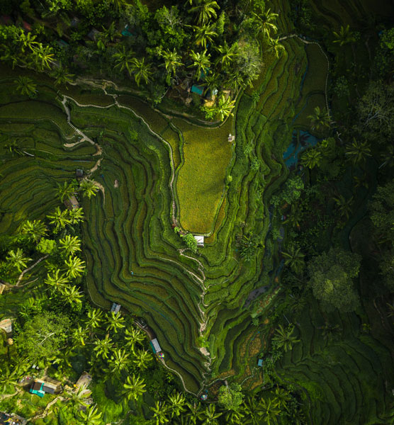 aerial-shot-rice-hills-surrounded-by-greens-trees